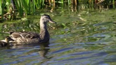 Yazın Kanada 'da yemyeşil bir göldeki Mallard ördek ailelerinin video serisi. Yüzme, beslenme ve aile etkileşimlerini sakin ve doğal bir ortamda yakalar. Doğa ve vahşi yaşam projeleri için ideal..