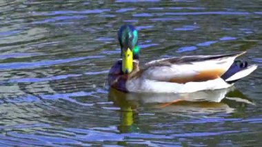 Yazın Kanada 'da yemyeşil bir göldeki Mallard ördek ailelerinin video serisi. Yüzme, beslenme ve aile etkileşimlerini sakin ve doğal bir ortamda yakalar. Doğa ve vahşi yaşam projeleri için ideal..