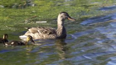 Yazın Kanada 'da yemyeşil bir göldeki Mallard ördek ailelerinin video serisi. Yüzme, beslenme ve aile etkileşimlerini sakin ve doğal bir ortamda yakalar. Doğa ve vahşi yaşam projeleri için ideal..