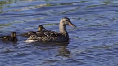 Yazın Kanada 'da yemyeşil bir göldeki Mallard ördek ailelerinin video serisi. Yüzme, beslenme ve aile etkileşimlerini sakin ve doğal bir ortamda yakalar. Doğa ve vahşi yaşam projeleri için ideal..