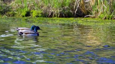 Yazın Kanada 'da yemyeşil bir göldeki Mallard ördek ailelerinin video serisi. Yüzme, beslenme ve aile etkileşimlerini sakin ve doğal bir ortamda yakalar. Doğa ve vahşi yaşam projeleri için ideal..