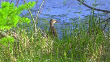 Yazın Kanada 'da yemyeşil bir göldeki Mallard ördek ailelerinin video serisi. Yüzme, beslenme ve aile etkileşimlerini sakin ve doğal bir ortamda yakalar. Doğa ve vahşi yaşam projeleri için ideal..