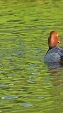 Büyüleyici bir ağır çekim video dizisi yaz boyunca Kanada 'nın çarpıcı gölünde bir çift kızıl ördeğin hayatını çekiyor..
