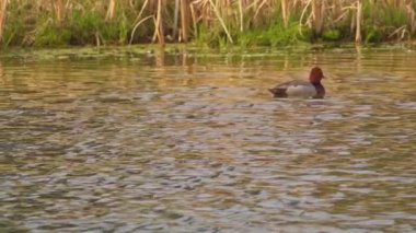 Büyüleyici bir ağır çekim video dizisi yaz boyunca Kanada 'nın çarpıcı gölünde bir çift kızıl ördeğin hayatını çekiyor..