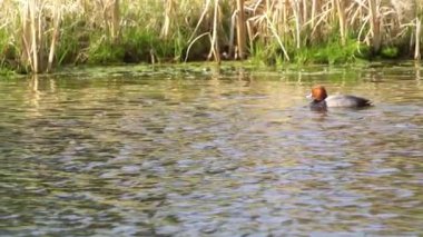 Büyüleyici bir ağır çekim video dizisi yaz boyunca Kanada 'nın çarpıcı gölünde bir çift kızıl ördeğin hayatını çekiyor..