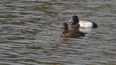 Yazın muhteşem bir Kanada gölünde bir çift Greater Scaup ördeğinin hayatını görüntüleyen video dizisi. Görüntüler, ördeklerin yüzüşlerini, etkileşimlerini ve dingin su ortamlarını keşfederken yakın çekim görüntülerini sağlıyor..