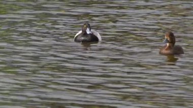 Yazın muhteşem bir Kanada gölünde bir çift Greater Scaup ördeğinin hayatını görüntüleyen video dizisi. Görüntüler, ördeklerin yüzüşlerini, etkileşimlerini ve dingin su ortamlarını keşfederken yakın çekim görüntülerini sağlıyor..