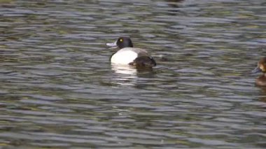 Yazın muhteşem bir Kanada gölünde bir çift Greater Scaup ördeğinin hayatını görüntüleyen video dizisi. Görüntüler, ördeklerin yüzüşlerini, etkileşimlerini ve dingin su ortamlarını keşfederken yakın çekim görüntülerini sağlıyor..
