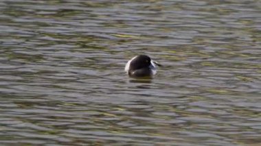 Yazın muhteşem bir Kanada gölünde bir çift Greater Scaup ördeğinin hayatını görüntüleyen video dizisi. Görüntüler, ördeklerin yüzüşlerini, etkileşimlerini ve dingin su ortamlarını keşfederken yakın çekim görüntülerini sağlıyor..