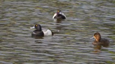 Yazın muhteşem bir Kanada gölünde bir çift Greater Scaup ördeğinin hayatını görüntüleyen video dizisi. Görüntüler, ördeklerin yüzüşlerini, etkileşimlerini ve dingin su ortamlarını keşfederken yakın çekim görüntülerini sağlıyor..