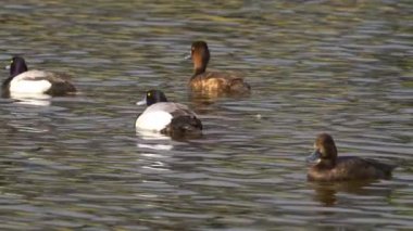 Yazın muhteşem bir Kanada gölünde bir çift Greater Scaup ördeğinin hayatını görüntüleyen video dizisi. Görüntüler, ördeklerin yüzüşlerini, etkileşimlerini ve dingin su ortamlarını keşfederken yakın çekim görüntülerini sağlıyor..