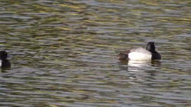 Yazın muhteşem bir Kanada gölünde bir çift Greater Scaup ördeğinin hayatını görüntüleyen video dizisi. Görüntüler, ördeklerin yüzüşlerini, etkileşimlerini ve dingin su ortamlarını keşfederken yakın çekim görüntülerini sağlıyor..