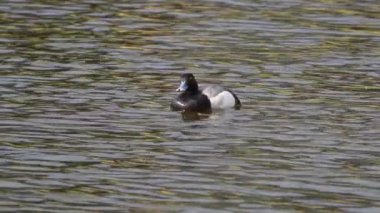 Yazın muhteşem bir Kanada gölünde bir çift Greater Scaup ördeğinin hayatını görüntüleyen video dizisi. Görüntüler, ördeklerin yüzüşlerini, etkileşimlerini ve dingin su ortamlarını keşfederken yakın çekim görüntülerini sağlıyor..