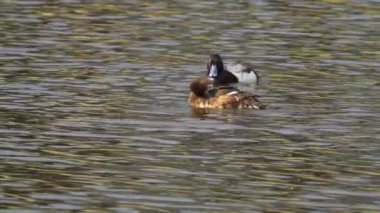 Yazın muhteşem bir Kanada gölünde bir çift Greater Scaup ördeğinin hayatını görüntüleyen video dizisi. Görüntüler, ördeklerin yüzüşlerini, etkileşimlerini ve dingin su ortamlarını keşfederken yakın çekim görüntülerini sağlıyor..
