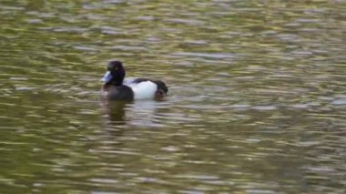 Yazın muhteşem bir Kanada gölünde bir çift Greater Scaup ördeğinin hayatını görüntüleyen video dizisi. Görüntüler, ördeklerin yüzüşlerini, etkileşimlerini ve dingin su ortamlarını keşfederken yakın çekim görüntülerini sağlıyor..