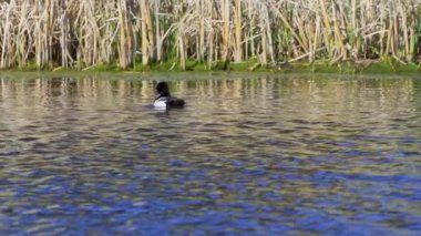 Yazın muhteşem bir Kanada gölünde bir çift Greater Scaup ördeğinin hayatını görüntüleyen video dizisi. Görüntüler, ördeklerin yüzüşlerini, etkileşimlerini ve dingin su ortamlarını keşfederken yakın çekim görüntülerini sağlıyor..