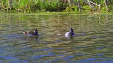 Yazın muhteşem bir Kanada gölünde bir çift Greater Scaup ördeğinin hayatını görüntüleyen video dizisi. Görüntüler, ördeklerin yüzüşlerini, etkileşimlerini ve dingin su ortamlarını keşfederken yakın çekim görüntülerini sağlıyor..