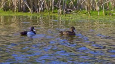 Yazın muhteşem bir Kanada gölünde bir çift Greater Scaup ördeğinin hayatını görüntüleyen video dizisi. Görüntüler, ördeklerin yüzüşlerini, etkileşimlerini ve dingin su ortamlarını keşfederken yakın çekim görüntülerini sağlıyor..
