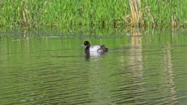 Yazın muhteşem bir Kanada gölünde bir çift Greater Scaup ördeğinin hayatını görüntüleyen video dizisi. Görüntüler, ördeklerin yüzüşlerini, etkileşimlerini ve dingin su ortamlarını keşfederken yakın çekim görüntülerini sağlıyor..