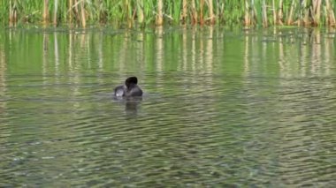 Yazın muhteşem bir Kanada gölünde bir çift Greater Scaup ördeğinin hayatını görüntüleyen video dizisi. Görüntüler, ördeklerin yüzüşlerini, etkileşimlerini ve dingin su ortamlarını keşfederken yakın çekim görüntülerini sağlıyor..