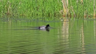 Yazın muhteşem bir Kanada gölünde bir çift Greater Scaup ördeğinin hayatını görüntüleyen video dizisi. Görüntüler, ördeklerin yüzüşlerini, etkileşimlerini ve dingin su ortamlarını keşfederken yakın çekim görüntülerini sağlıyor..