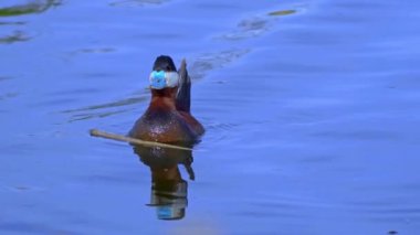 Ruddy Duck Yazın Güzel Kanada Gölü 'nde Yavaş Çekimde Çifti