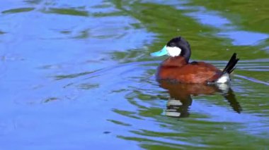 Ruddy Duck Yazın Güzel Kanada Gölü 'nde Yavaş Çekimde Çifti