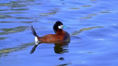 Ruddy Duck Yazın Güzel Kanada Gölü 'nde Yavaş Çekimde Çifti