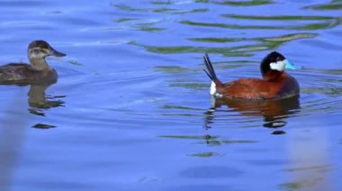 Ruddy Duck Yazın Güzel Kanada Gölü 'nde Yavaş Çekimde Çifti