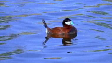 Ruddy Duck Yazın Güzel Kanada Gölü 'nde Yavaş Çekimde Çifti