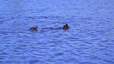 Ruddy Duck Yazın Güzel Kanada Gölü 'nde Yavaş Çekimde Çifti