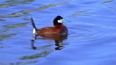 Ruddy Duck Yazın Güzel Kanada Gölü 'nde Yavaş Çekimde Çifti