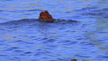 Ruddy Duck Yazın Güzel Kanada Gölü 'nde Yavaş Çekimde Çifti