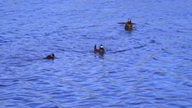 Ruddy Duck Yazın Güzel Kanada Gölü 'nde Yavaş Çekimde Çifti