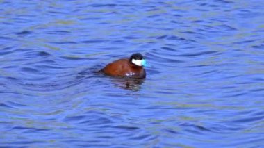 Ruddy Duck Yazın Güzel Kanada Gölü 'nde Yavaş Çekimde Çifti