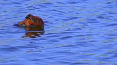 Ruddy Duck Yazın Güzel Kanada Gölü 'nde Yavaş Çekimde Çifti