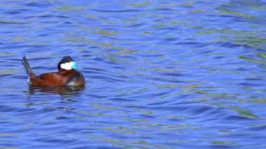Ruddy Duck Yazın Güzel Kanada Gölü 'nde Yavaş Çekimde Çifti