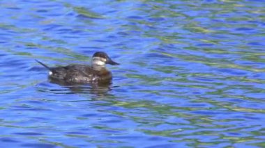 Ruddy Duck Yazın Güzel Kanada Gölü 'nde Yavaş Çekimde Çifti