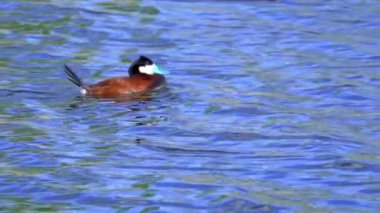 Ruddy Duck Yazın Güzel Kanada Gölü 'nde Yavaş Çekimde Çifti