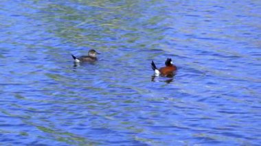 Ruddy Duck Yazın Güzel Kanada Gölü 'nde Yavaş Çekimde Çifti