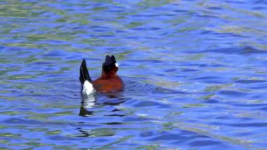 Ruddy Duck Yazın Güzel Kanada Gölü 'nde Yavaş Çekimde Çifti