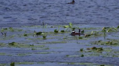 Ruddy Duck Yazın Güzel Kanada Gölü 'nde Yavaş Çekimde Çifti