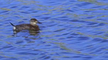 Ruddy Duck Yazın Güzel Kanada Gölü 'nde Yavaş Çekimde Çifti