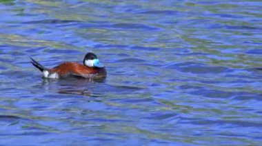 Ruddy Duck Yazın Güzel Kanada Gölü 'nde Yavaş Çekimde Çifti