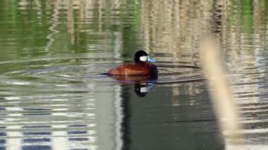 Ruddy Duck Yazın Güzel Kanada Gölü 'nde Yavaş Çekimde Çifti