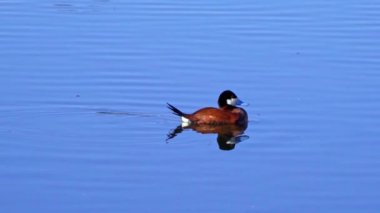 Ruddy Duck Yazın Güzel Kanada Gölü 'nde Yavaş Çekimde Çifti