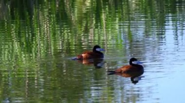 Ruddy Duck Yazın Güzel Kanada Gölü 'nde Yavaş Çekimde Çifti
