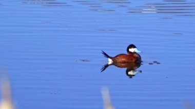 Ruddy Duck Yazın Güzel Kanada Gölü 'nde Yavaş Çekimde Çifti