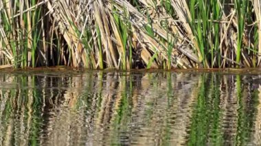 Ruddy Duck Yazın Güzel Kanada Gölü 'nde Yavaş Çekimde Çifti