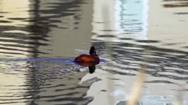 Ruddy Duck Yazın Güzel Kanada Gölü 'nde Yavaş Çekimde Çifti